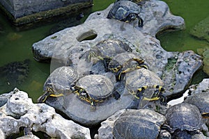 Turtles sit on rocks