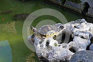 Turtles sit on rocks