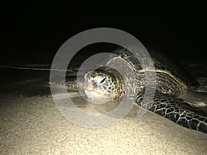 Turtles Sleeping at Night at Poipu Beach on Kauai Island in Hawaii.