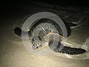 Turtles Sleeping at Night at Poipu Beach on Kauai Island in Hawaii.