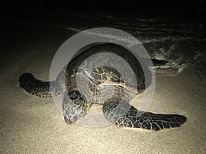 Turtles Sleeping at Night at Poipu Beach on Kauai Island in Hawaii.