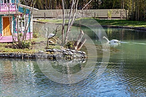 Turtles in the Southern culture Park. Adler, Russia.