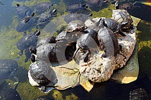 Turtles on a stone bask in the pond