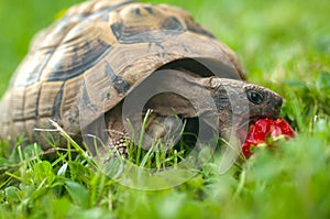 Turtles strawberries hunger