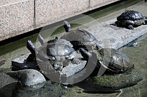 Turtles on the street of Shizuoka, Japan. Some of Japanese people still eat turtles for energy food. Shizuoka is a prefecture loca