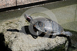 Turtles on the street of Shizuoka, Japan. Some of Japanese people still eat turtles for energy food. Shizuoka is a prefecture loca