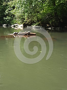 Turtles sun bathing