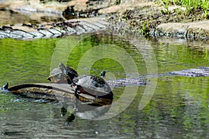 Turtles sun bathing