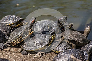 Turtles in the sun