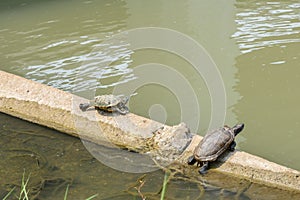 Turtles sun tanning