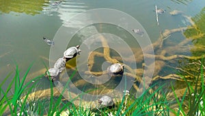 Turtles sunbathe