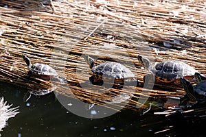 Turtles sunbathing