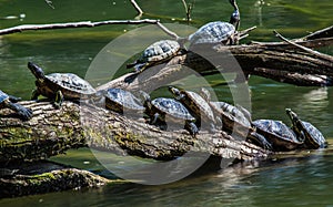 Turtles sunbathing on a driftwood