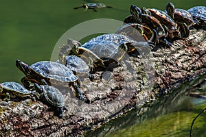 Turtles sunbathing on a driftwood