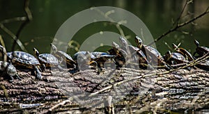 Turtles sunbathing on a driftwood