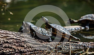 Turtles sunbathing on driftwood