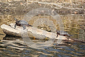 Turtles Sunbathing on a Log