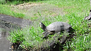 Turtles are sunbathing. No Sound.