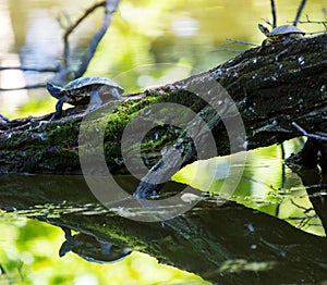 turtles sunbathing on an old tree trunk