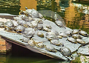 Turtles photo