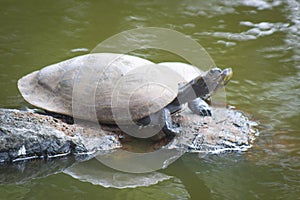 Turtles sunbathing a stone