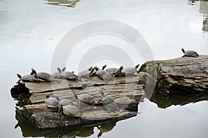 Turtles sunbathing on wood