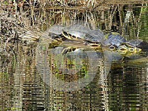 Turtles sunning on a laog photo