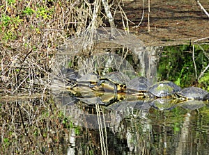 Turtles Sunning on Log