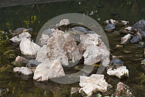 Turtles Sunning photo