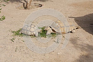 Turtles Sunning photo
