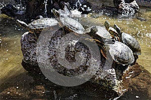 Turtles Sunning on a Rock in a Landscaping Fountain photo