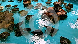 Turtles swim in the pool