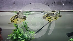 Turtles swimming in an aquarium