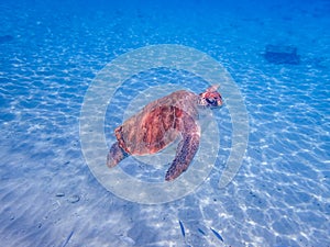 Turtles swimming Curacao Views