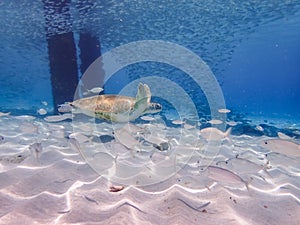 Turtles swimming with fish Curacao Views