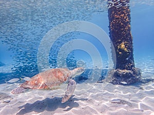 Turtles swimming with fish Curacao Views