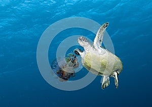 Turtles swimming underwater in the Maldives, making a great image in corals