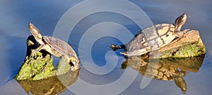 Turtles taking sunbath