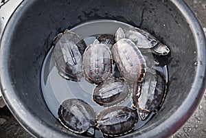 Turtles in the tank