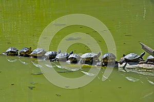 Turtles teamwork