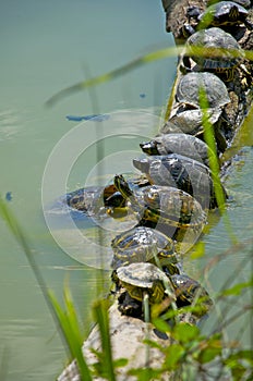 Turtles teamwork