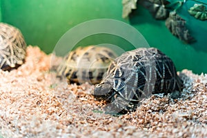 Turtles in terrarium