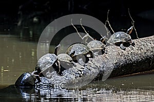 Turtles at Tortuguero National Park