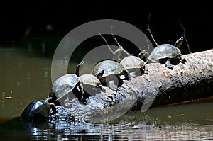 Turtles at Tortuguero National Park photo