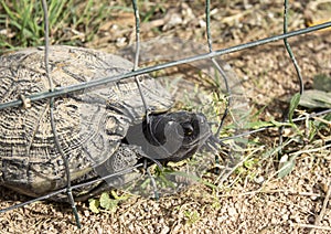 Turtles trapped in fence