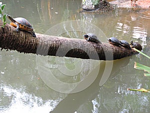 Turtles on tree in Loxahatchee River, Florida
