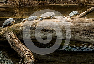 Turtles on a Tree Trunk near Water