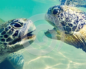 Turtles at Hikkaduwa beach photo