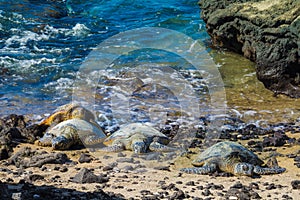 Turtles on volcanic beach