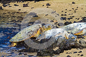 Turtles on volcanic beach